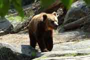 brown bear 3
