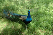 peacock 1
