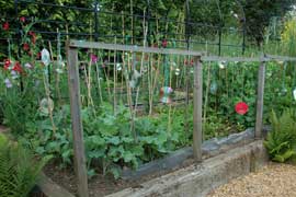 veg bed