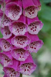 foxglove