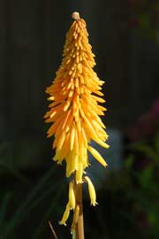 red hot poker