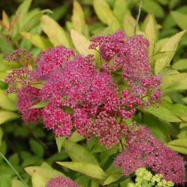 spiraea