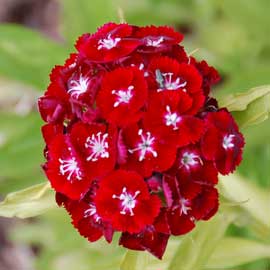 sweet william
