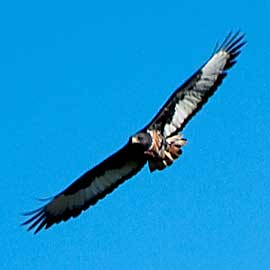 jackal buzzard
