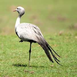 blue crane