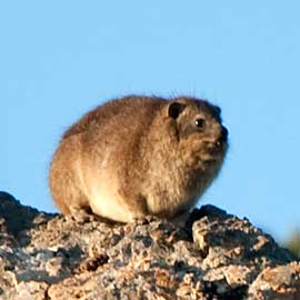 dassie