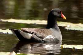 moorhen