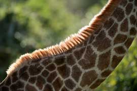 giraffe