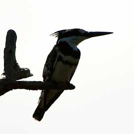 pied kingfisher