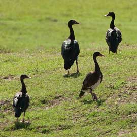 spur winged geese