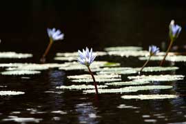 waterlily