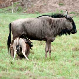 wildebeest