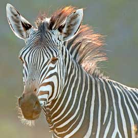 zebra