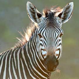 zebra