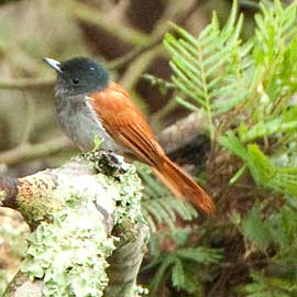 flycatcher