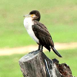 cormorant