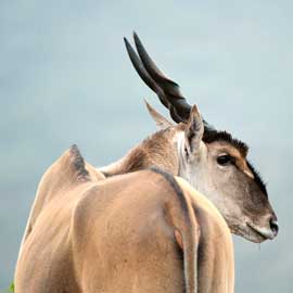 eland
