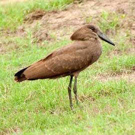 hammerkop