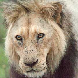 lion