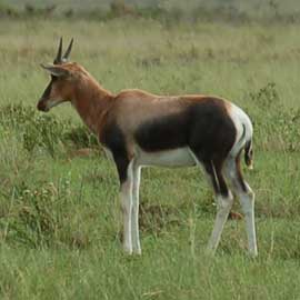 bontebok