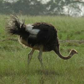 ostrich