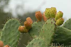 prickly pear