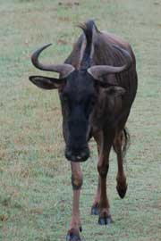 wildebeest