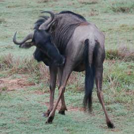 wildebeest