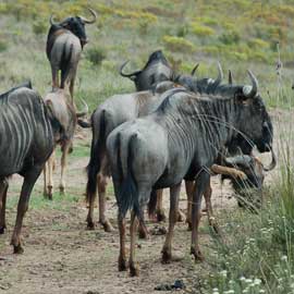 wildebeest