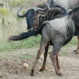 wildebeest