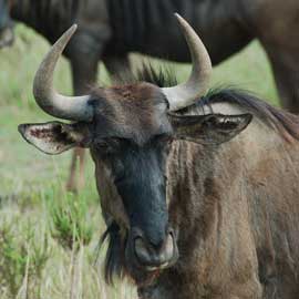 wildebeest