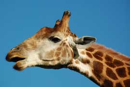 giraffe