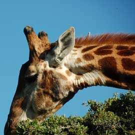 giraffe