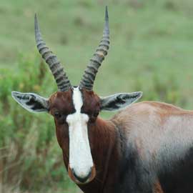 bontebok