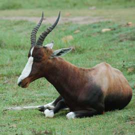 bontebok
