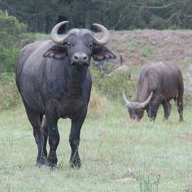 buffalo
