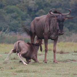 wildebeest