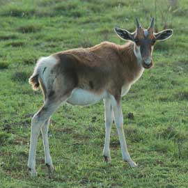 bontebok