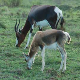 bontebok