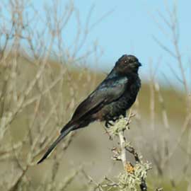 drongo
