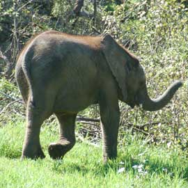 elephant