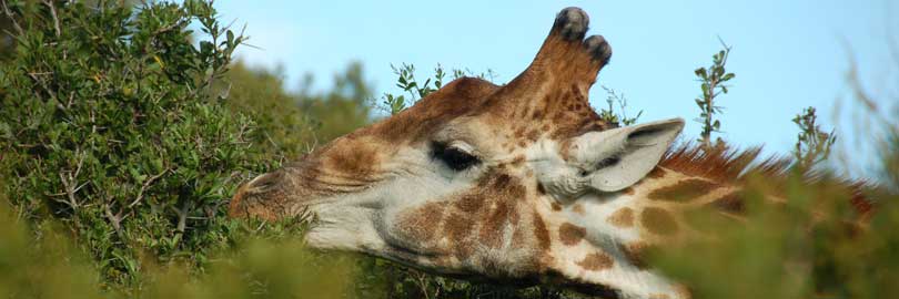 giraffe