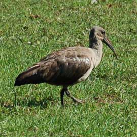 ibis