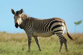 zebra