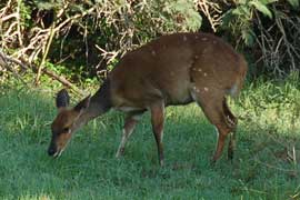 bushbuck
