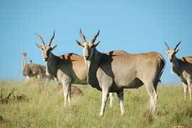 eland