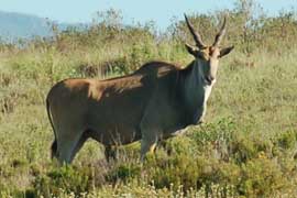 eland