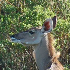 kudu
