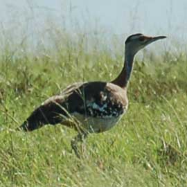 stanley bustard