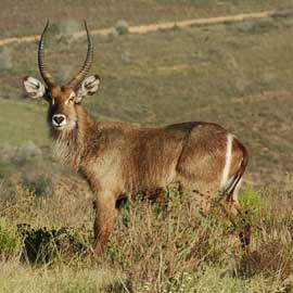 waterbuck